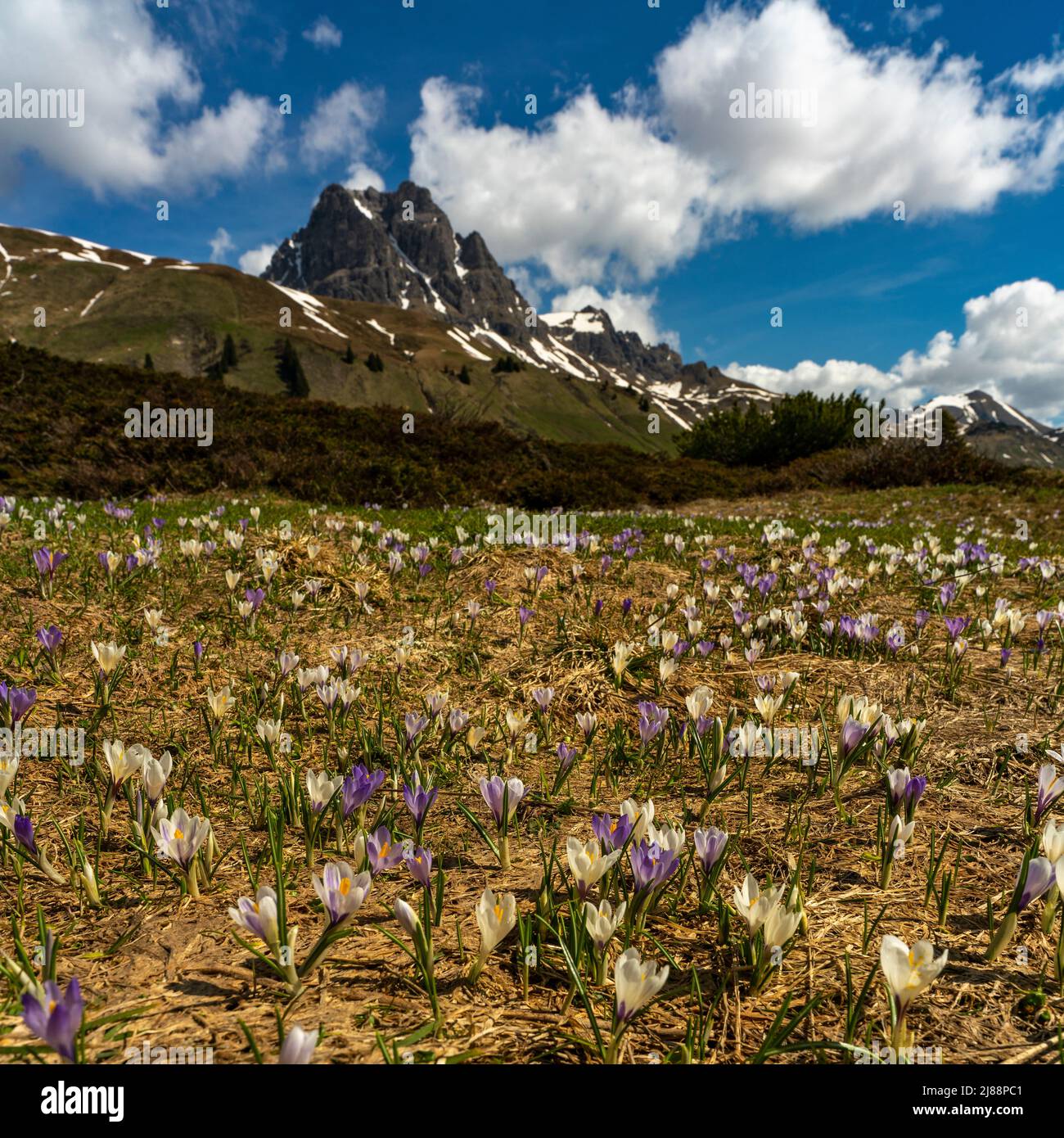 Krokusse im Bregenzerwald, am Weg zum Körbersee, mit dem Widderstein im Hintergrund. weisse und violette, pinke Krokus auf einer Frühlingswiese, Sonne Stockfoto