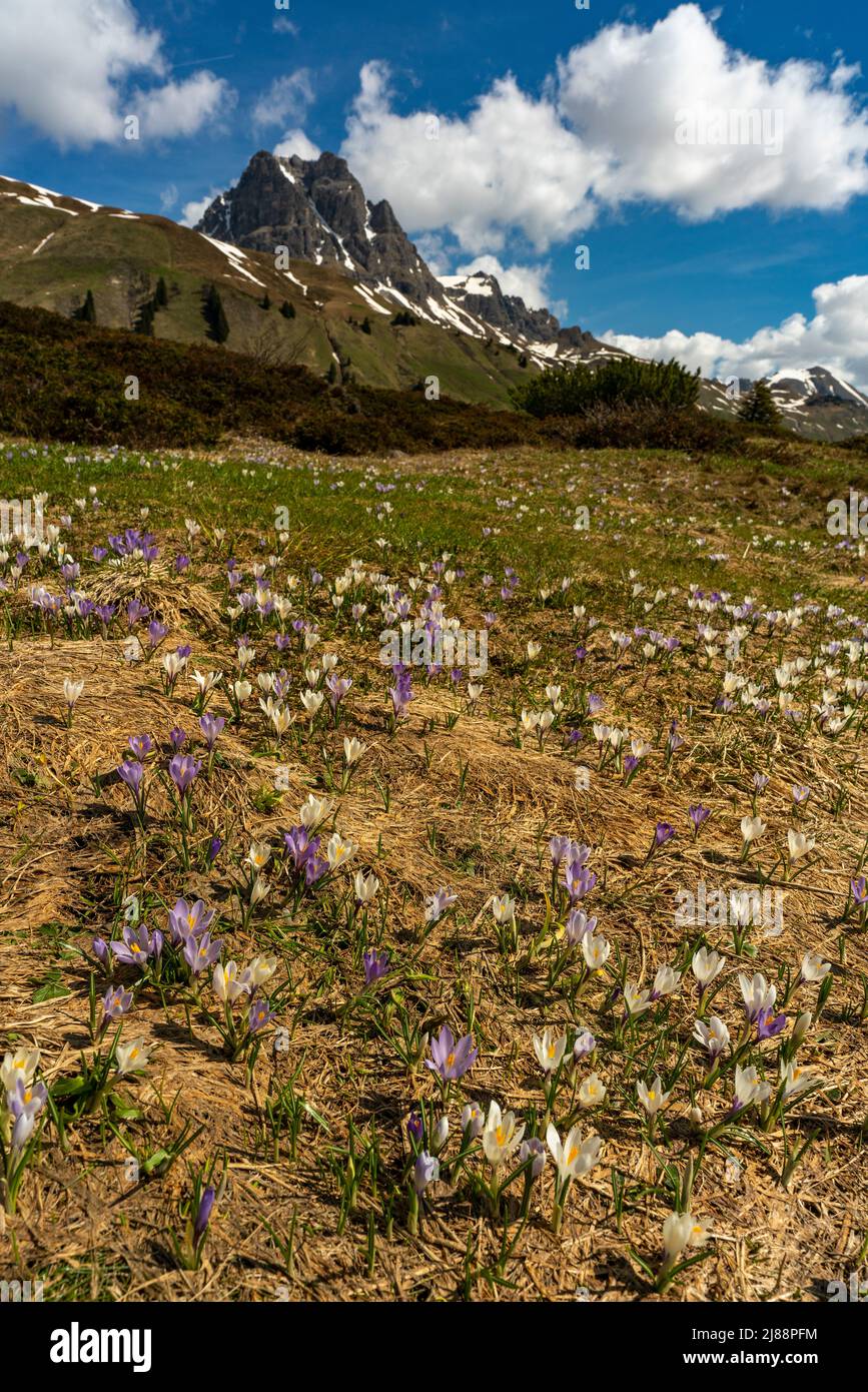 Krokusse im Bregenzerwald, am Weg zum Körbersee, mit dem Widderstein im Hintergrund. weisse und violette, pinke Krokus auf einer Frühlingswiese, Sonne Stockfoto