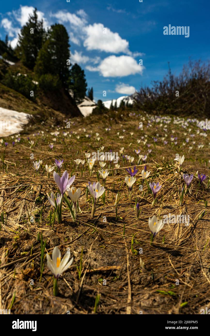 Krokusse im Bregenzerwald, am Weg zum Körbersee, mit dem Widderstein im Hintergrund. weisse und violette, pinke Krokus auf einer Frühlingswiese, Sonne Stockfoto