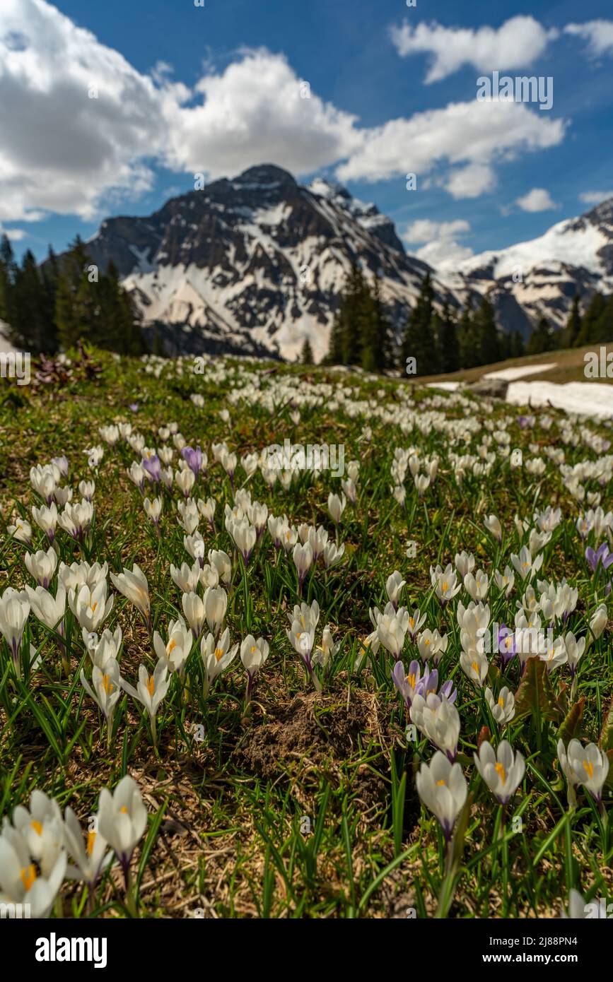 Im Frühling heißen Krokusse und grünes Gras, sobald der Schnee geschmolzen ist. Krokus in der Nähe des Körbersee mit gezuckerten Bergen, Mohnenfluh Stockfoto