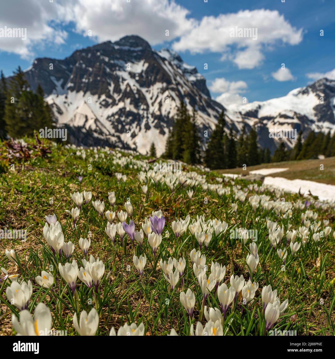 Im Frühling heißen Krokusse und grünes Gras, sobald der Schnee geschmolzen ist. Krokus in der Nähe des Körbersee mit gezuckerten Bergen, Mohnenfluh Stockfoto