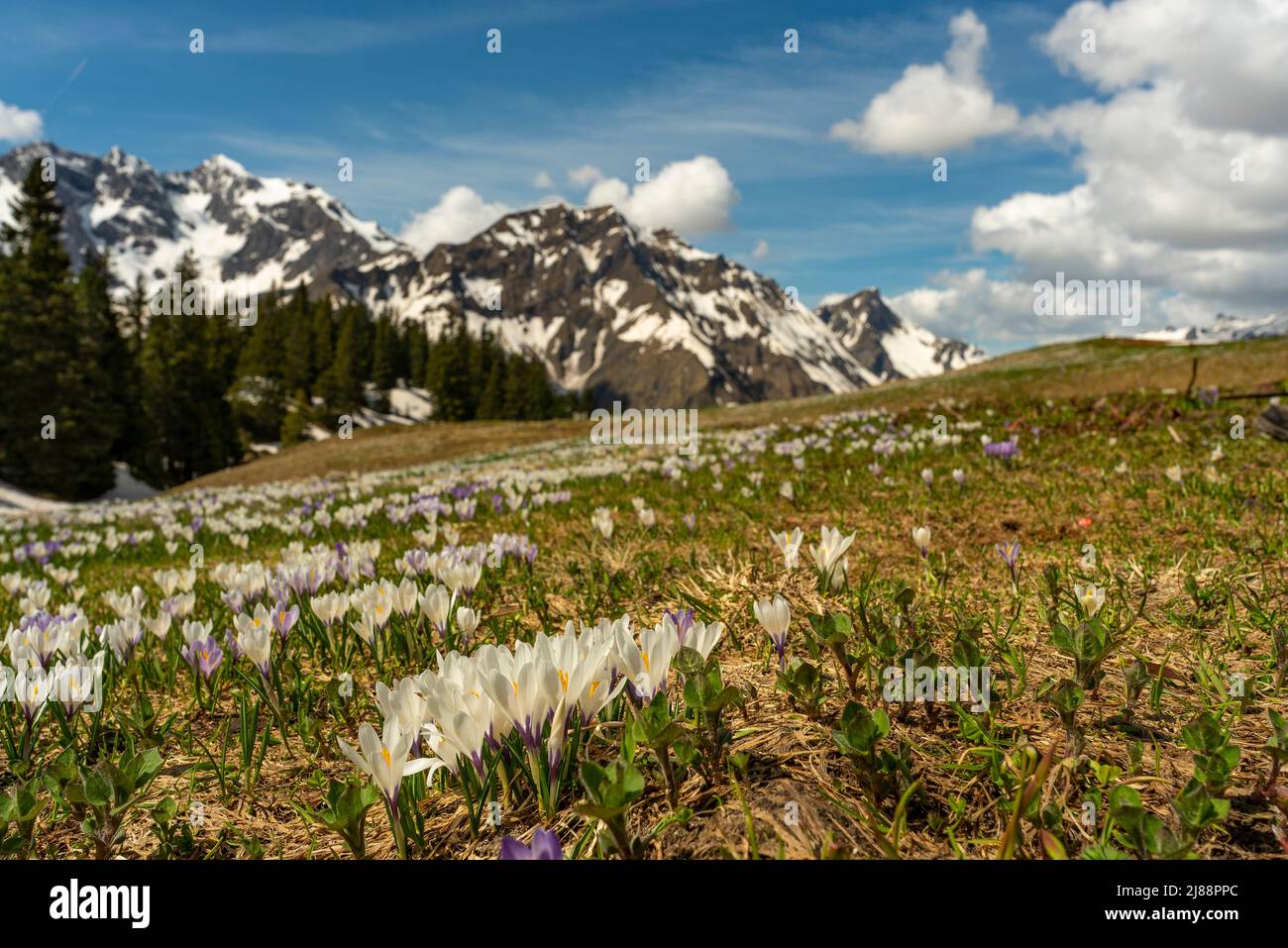 Im Frühling heißen Krokusse und grünes Gras, sobald der Schnee geschmolzen ist. Krokus in der Nähe des Körbersee mit gezuckerten Bergen, Mohnenfluh Stockfoto
