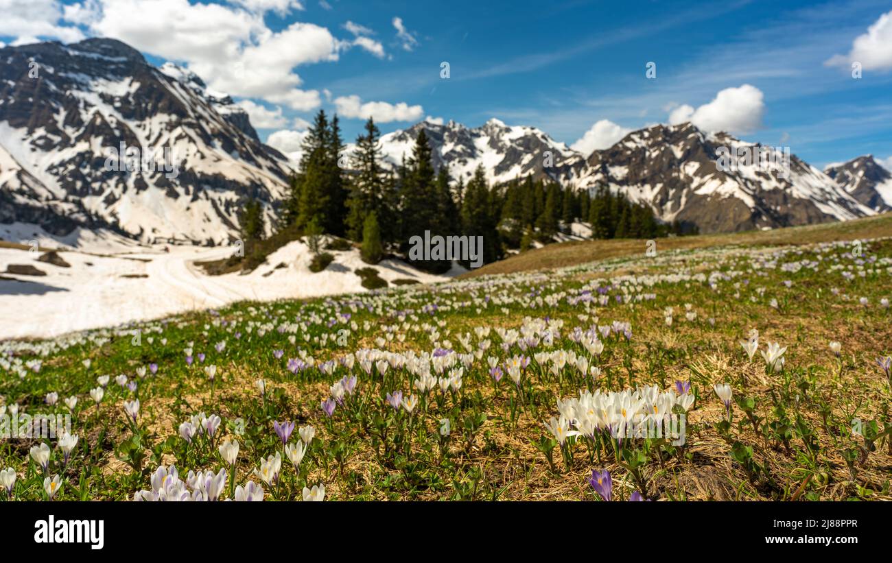 Im Frühling heißen Krokusse und grünes Gras, sobald der Schnee geschmolzen ist. Krokus in der Nähe des Körbersee mit gezuckerten Bergen, Mohnenfluh Stockfoto