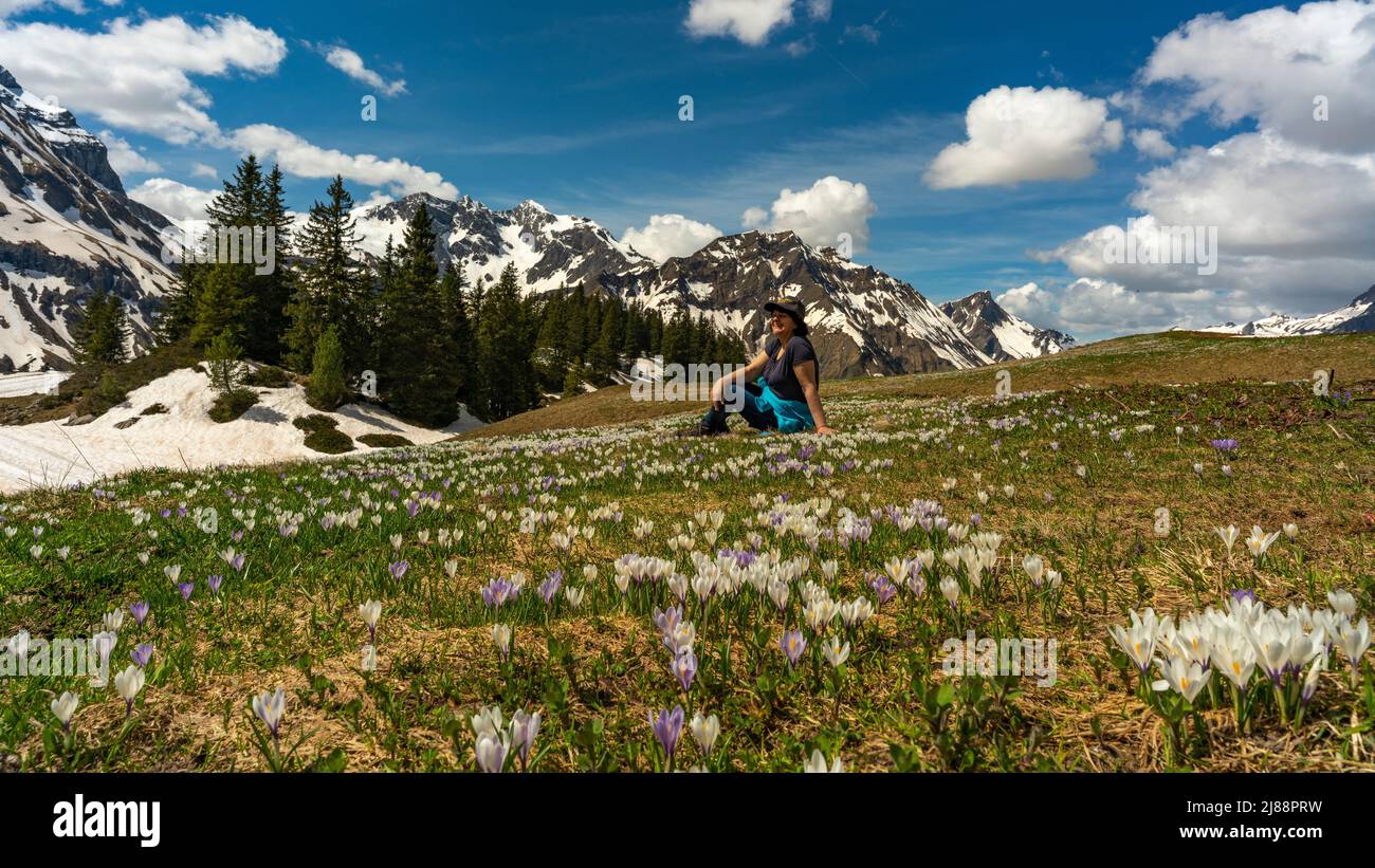 Wanderende Frau zwischen spannenden Krokussen, im Bregenzerwald. Krokusse in der Nähe des Körbersee mit gezuckerten Bergen des Lechgebirges. Pause Stockfoto
