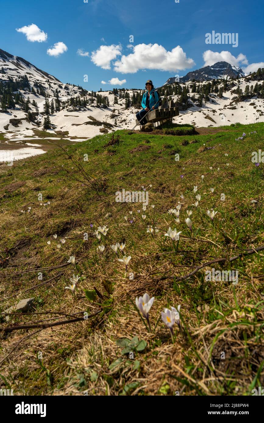 Wanderende Frau zwischen spannenden Krokussen, im Bregenzerwald. Krokusse in der Nähe des Körbersee mit gezuckerten Bergen des Lechgebirges. Pause Stockfoto