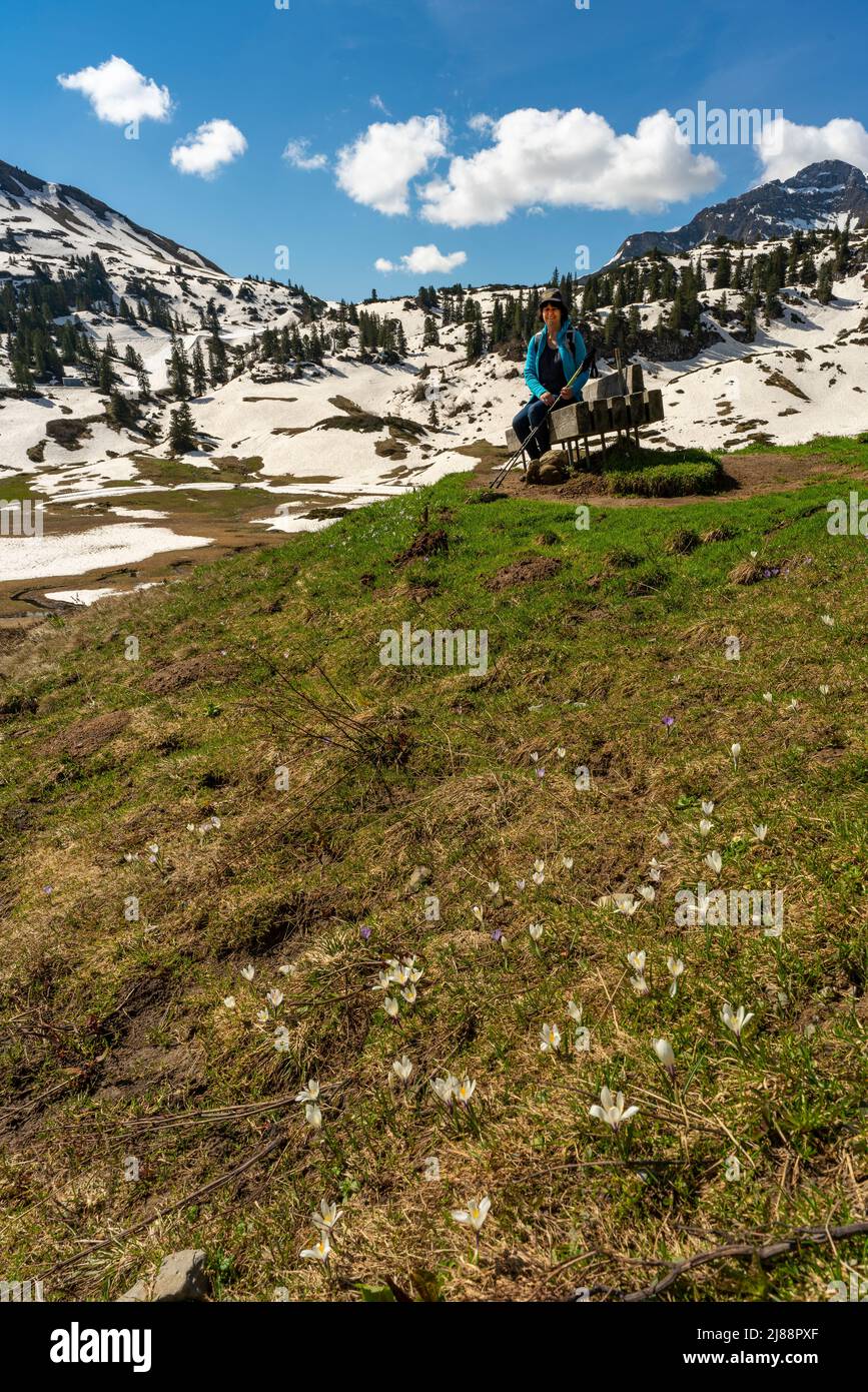 Wanderende Frau zwischen spannenden Krokussen, im Bregenzerwald. Krokusse in der Nähe des Körbersee mit gezuckerten Bergen des Lechgebirges. Pause Stockfoto