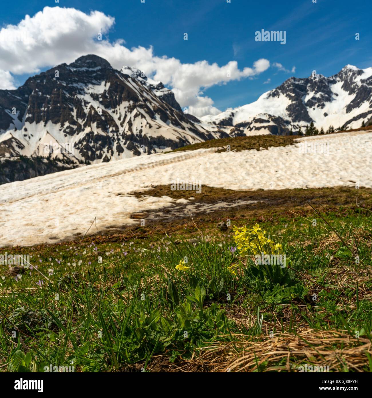 Im Frühling spritzenSchlüsselblumen und Krokusse, sobald der Schnee geschmolzen ist. Krokusfeld in der Nähe des Körbersee mit gezuckerten Bergen Stockfoto