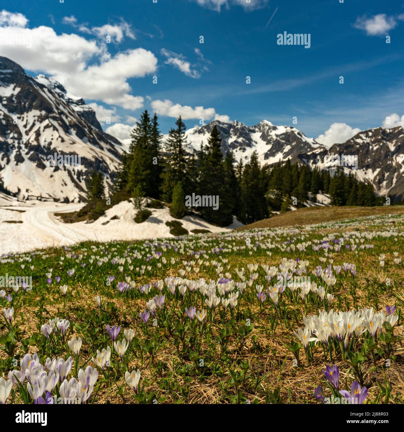 Im Frühling heißen Krokusse und grünes Gras, sobald der Schnee geschmolzen ist. Krokus in der Nähe des Körbersee mit gezuckerten Bergen, Mohnenfluh Stockfoto