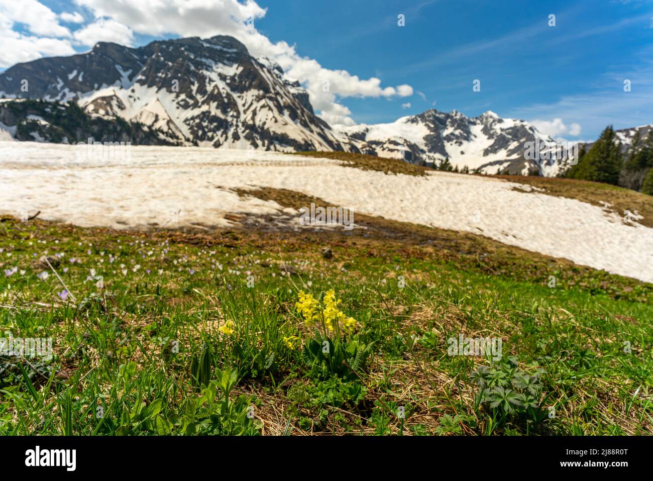 Im Frühling spritzenSchlüsselblumen und Krokusse, sobald der Schnee geschmolzen ist. Krokusfeld in der Nähe des Körbersee mit gezuckerten Bergen Stockfoto