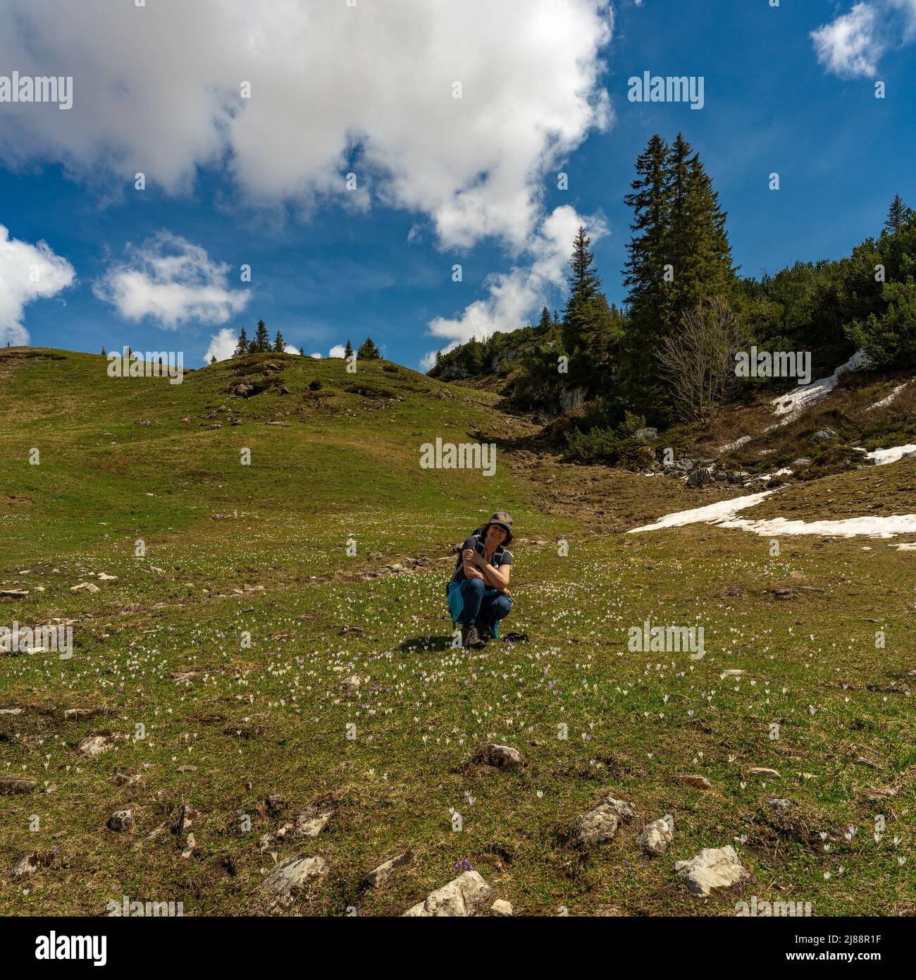 Wanderende Frau zwischen spannenden Krokussen, im Bregenzerwald. Krokusse in der Nähe des Körbersee mit gezuckerten Bergen des Lechgebirges. Pause Stockfoto