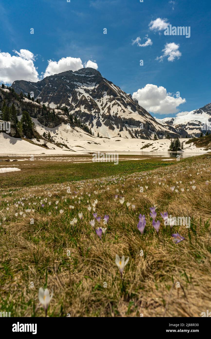 Im Frühling heißen Krokusse und grünes Gras, sobald der Schnee geschmolzen ist. Krokus in der Nähe des Körbersee mit gezuckerten Bergen, Mohnenfluh Stockfoto