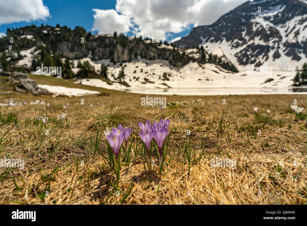 Im Frühling heißen Krokusse und grünes Gras, sobald der Schnee geschmolzen ist. Krokus in der Nähe des Körbersee mit gezuckerten Bergen, Mohnenfluh Stockfoto