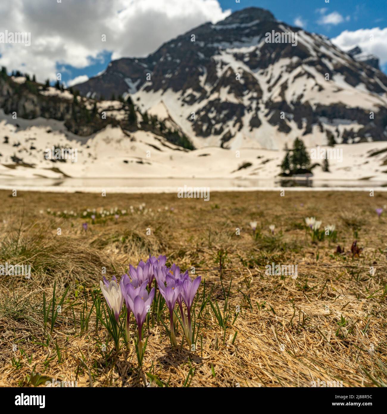 Im Frühling heißen Krokusse und grünes Gras, sobald der Schnee geschmolzen ist. Krokus in der Nähe des Körbersee mit gezuckerten Bergen, Mohnenfluh Stockfoto