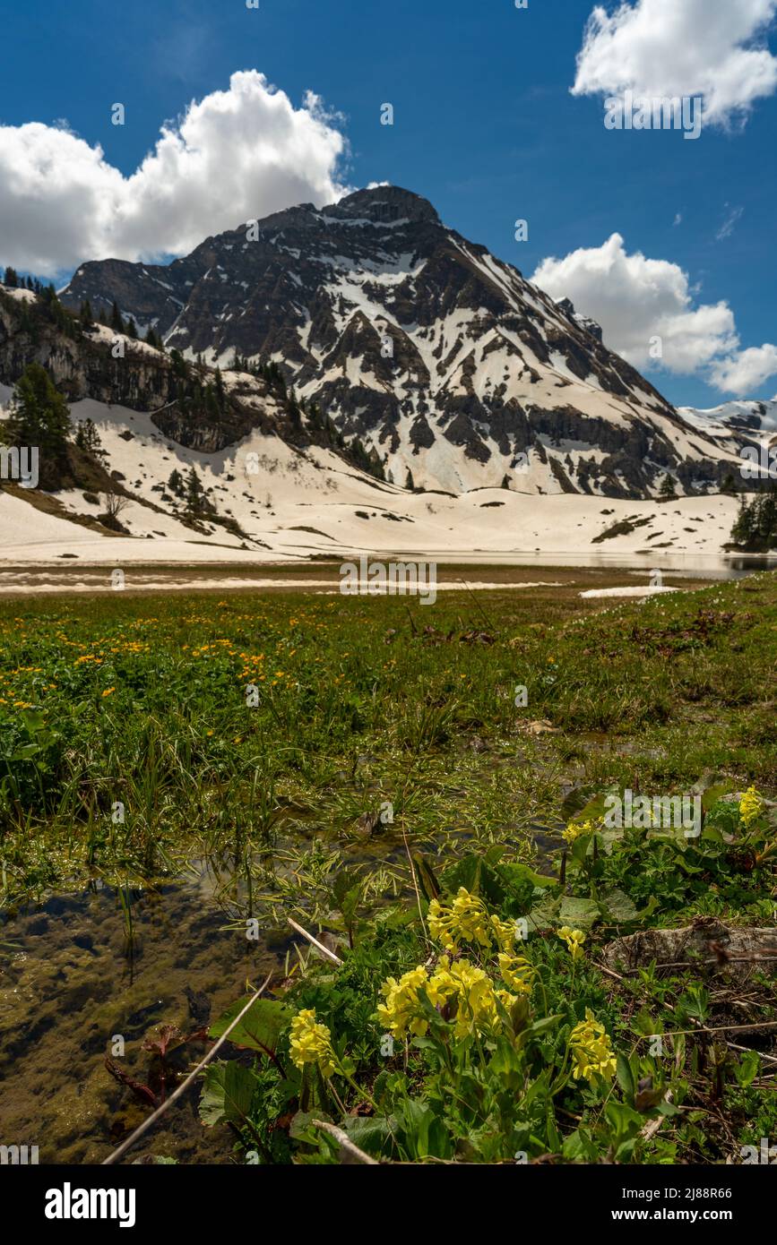 Im Frühling spritzenSchlüsselblumen und Krokusse, sobald der Schnee geschmolzen ist. Krokusfeld in der Nähe des Körbersee mit gezuckerten Bergen Stockfoto