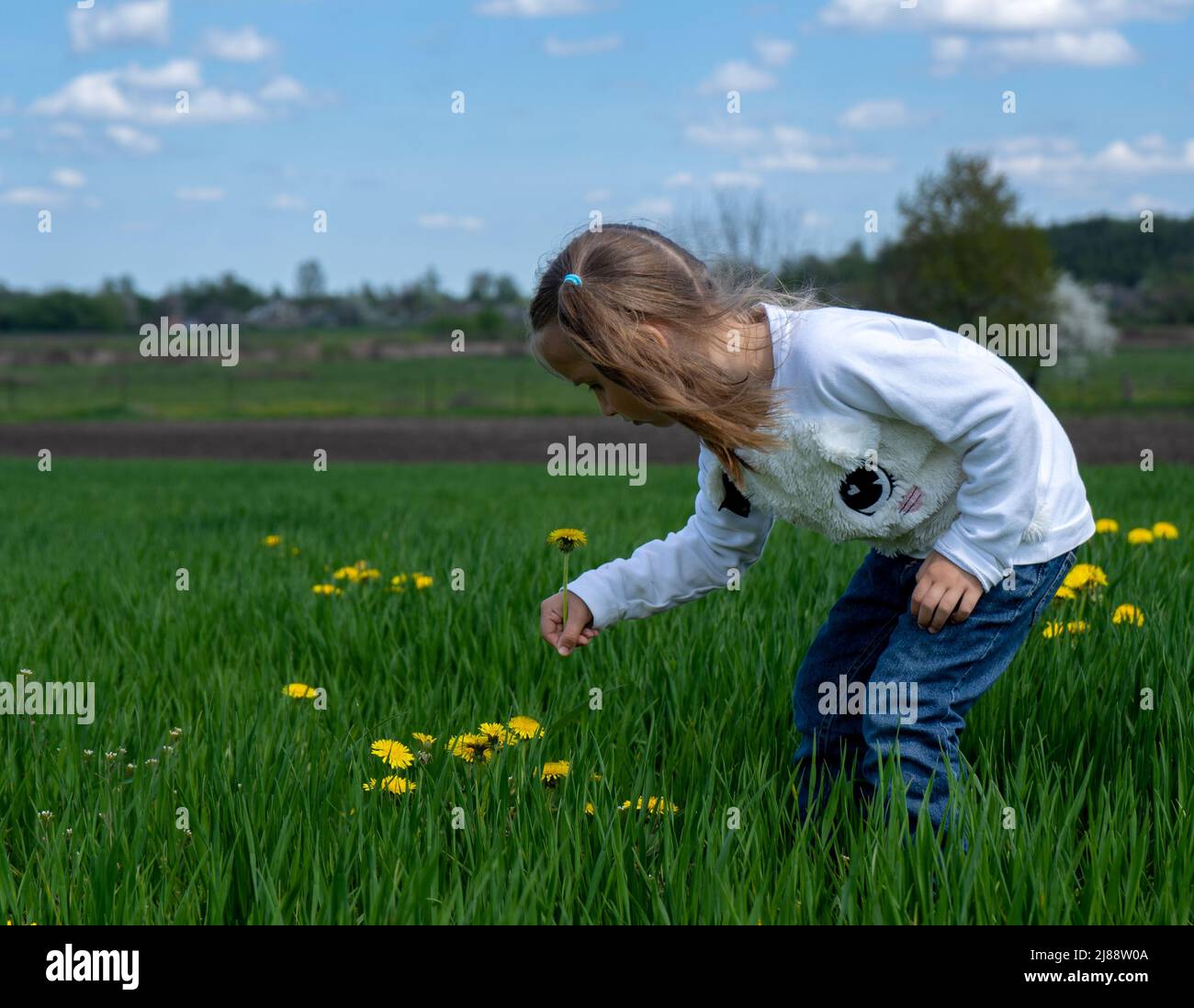 Nettes kleines Mädchen pflücken gelbe Blumen auf einem grünen Feld an sonnigen Tag Stockfoto