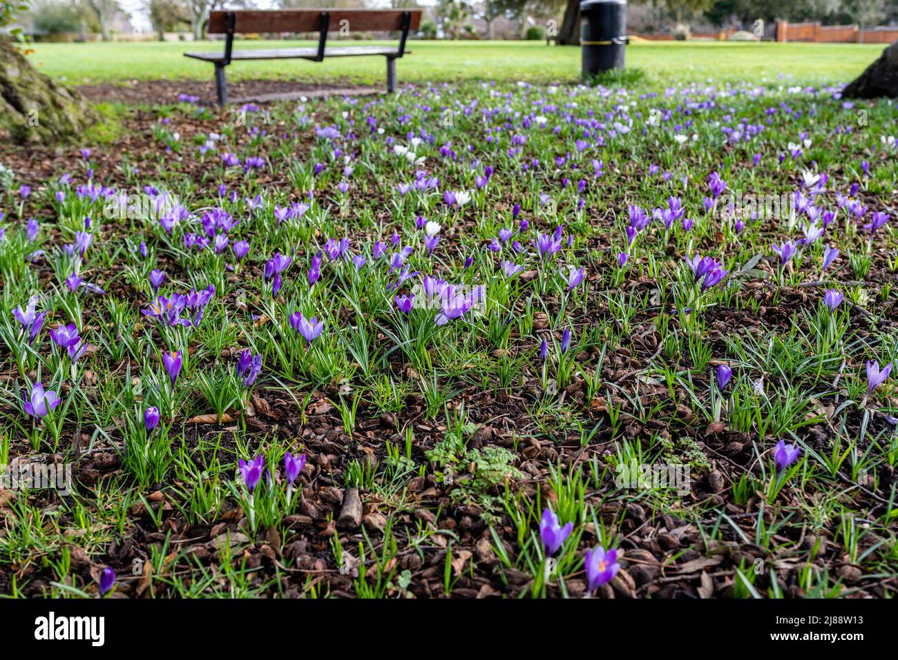 Eine Decke aus wildvioletten Krokussen, die in ihrer natürlichen Umgebung in einem öffentlichen Park in England blühen Stockfoto