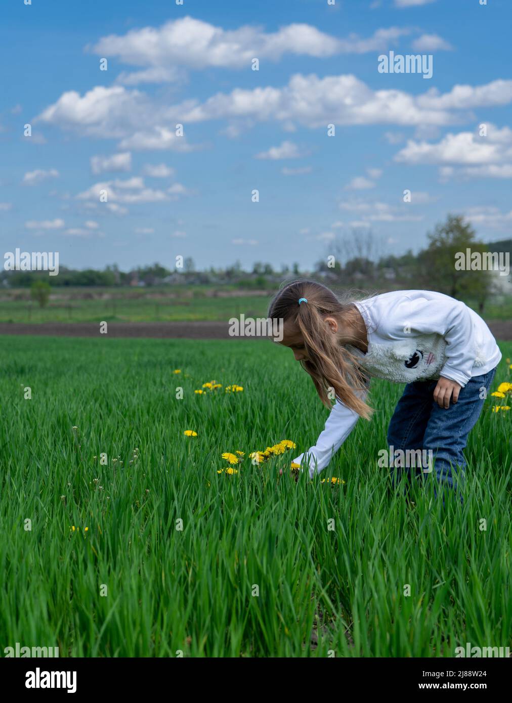 Nettes kleines Mädchen pflücken gelbe Blumen auf einem grünen Feld an sonnigen Tag Stockfoto