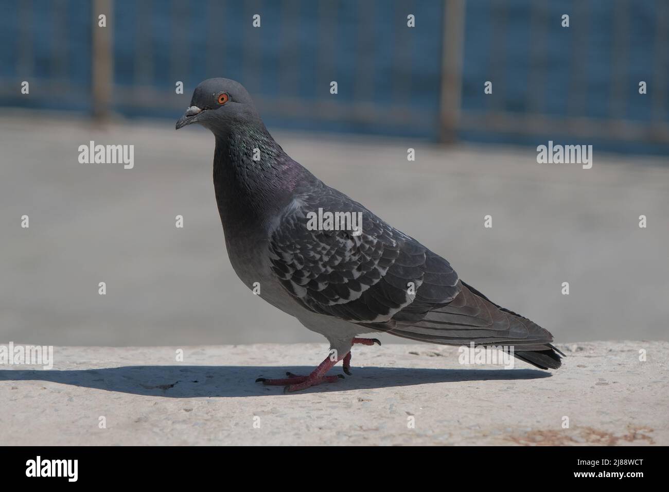 Taube im städtischen Umfeld. Nahaufnahme der Taube und ihres Schattens auf dem Boden. Stockfoto