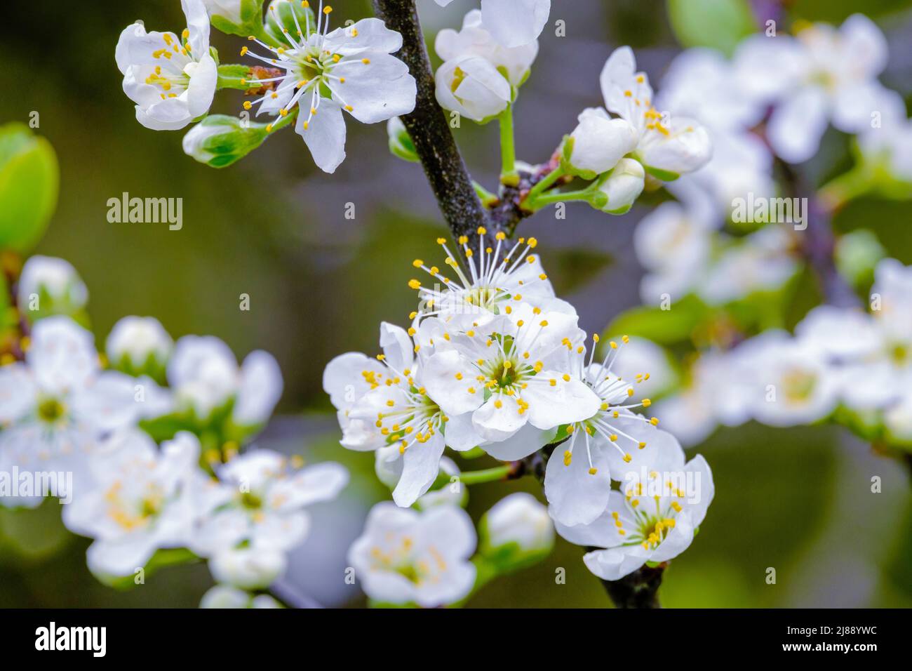 Pflaume blüht im Frühling. Zarte weiße Blüten des Pflaumenbaums in Nahaufnahme. Stempeln, Staubgefäße Stockfoto