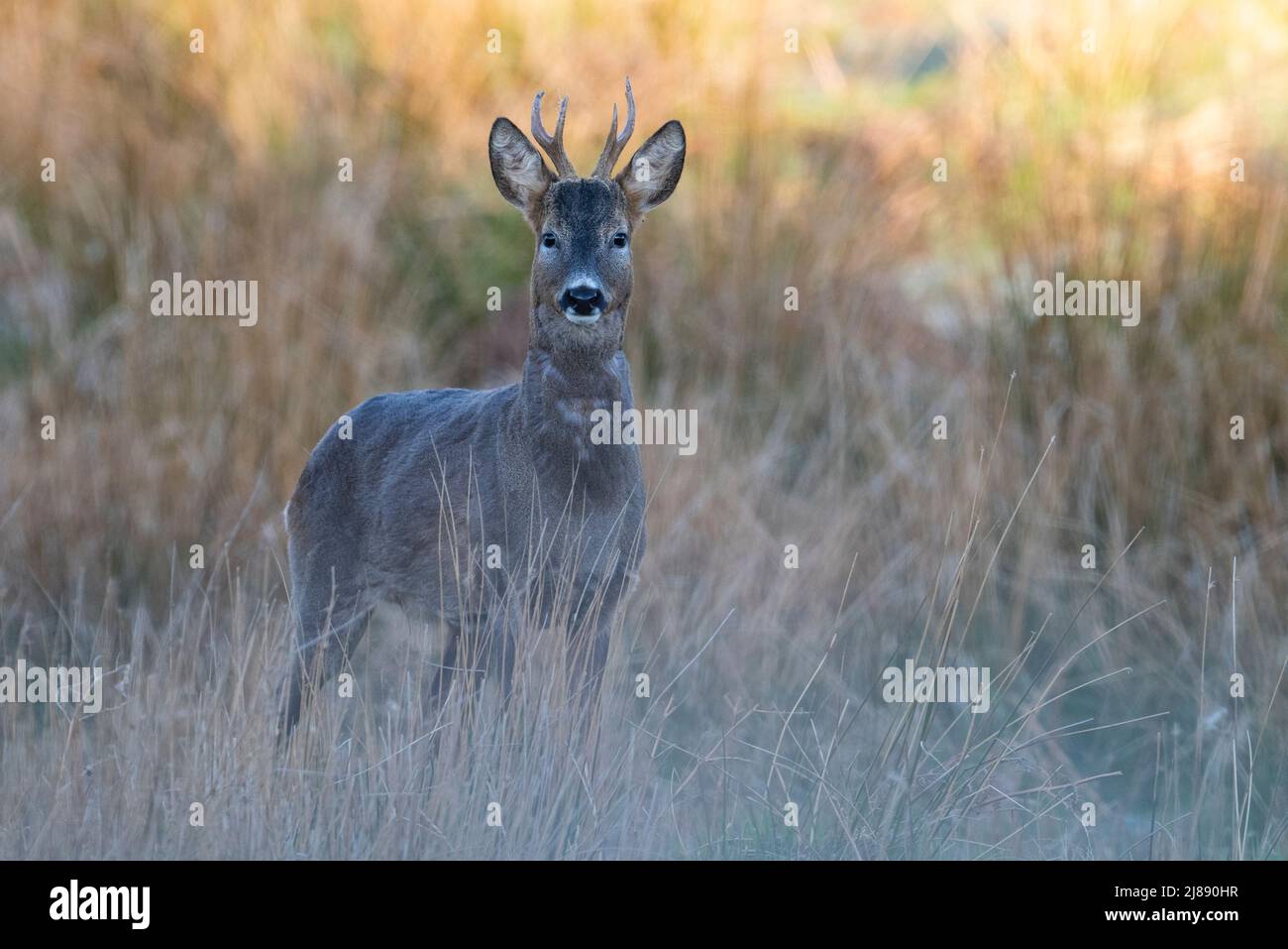 Männlich/Buck Rehe Hyla arborea in einem landwirtschaftlichen Gebiet Yorkshire England Großbritannien Stockfoto