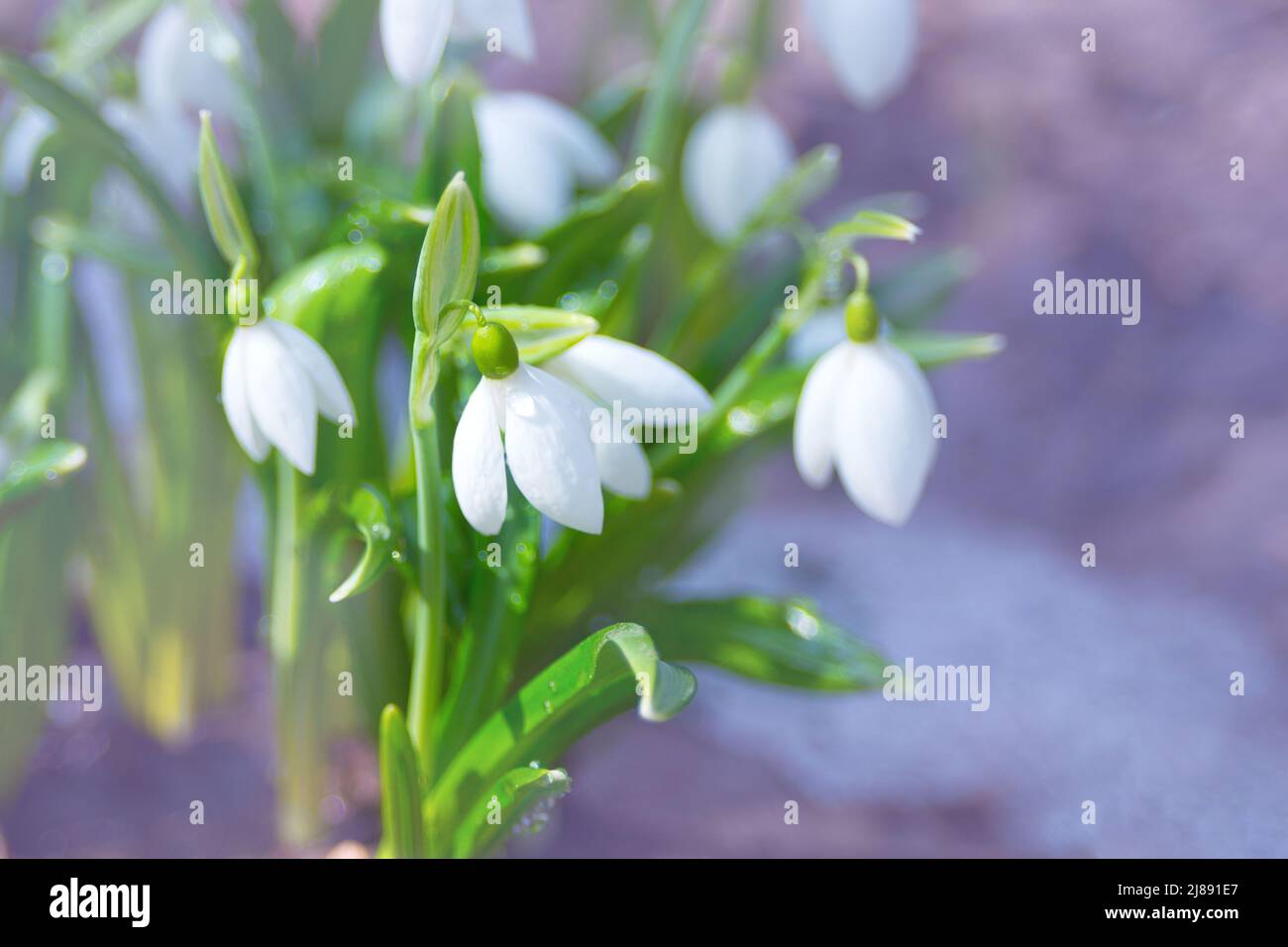 Erste Frühlingsblumen. Zarte Bluebells Blüten von Galanthus nivalis. Frühes Frühjahr in Cholodny Yar, Ukraine, Tscherkassy Region. Die Geburt eines neuen Lebens Stockfoto