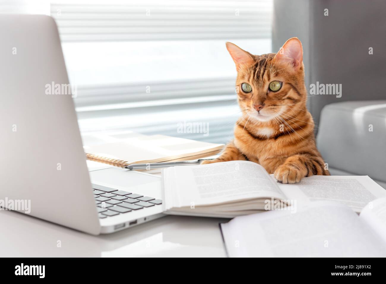 Die Katze benutzt einen Laptop, während sie am Tisch neben den Büchern sitzt. Home Education Konzept. Stockfoto