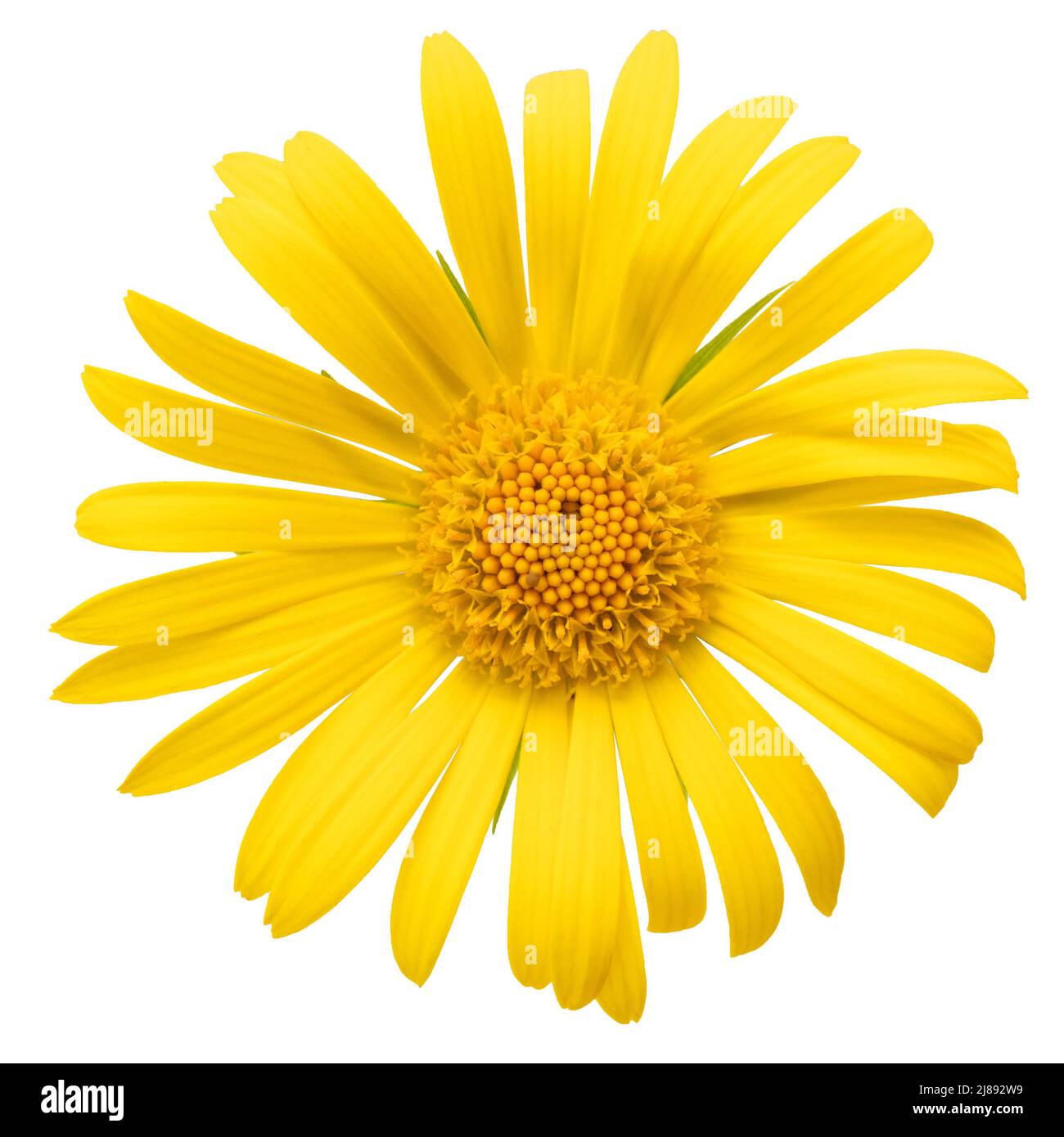 Makro. Gelbe Kamillenblume auf weißem Hintergrund. Stockfoto