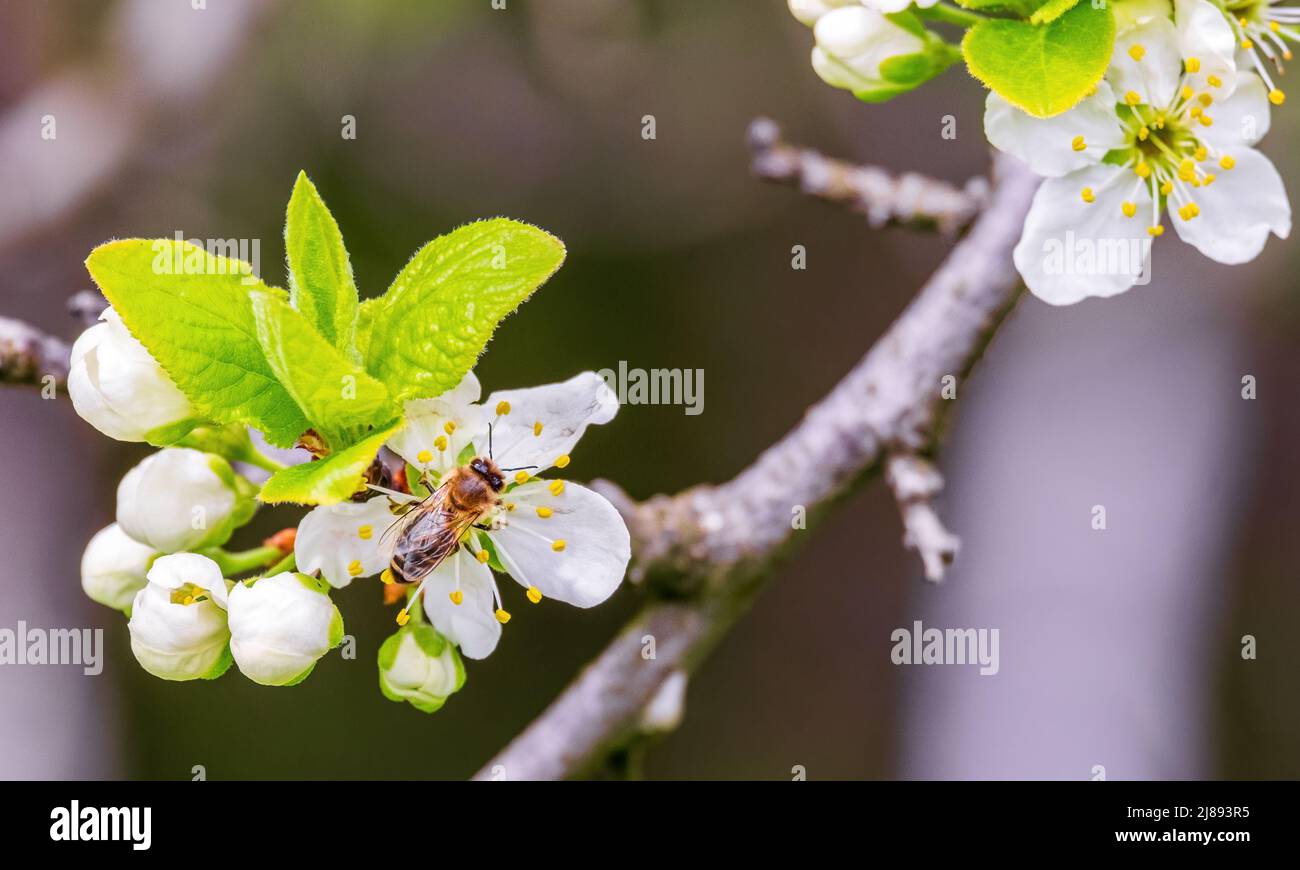 Eine Biene auf einer Pflaumenblüte im Frühling. Sammelt Nektar Stockfoto