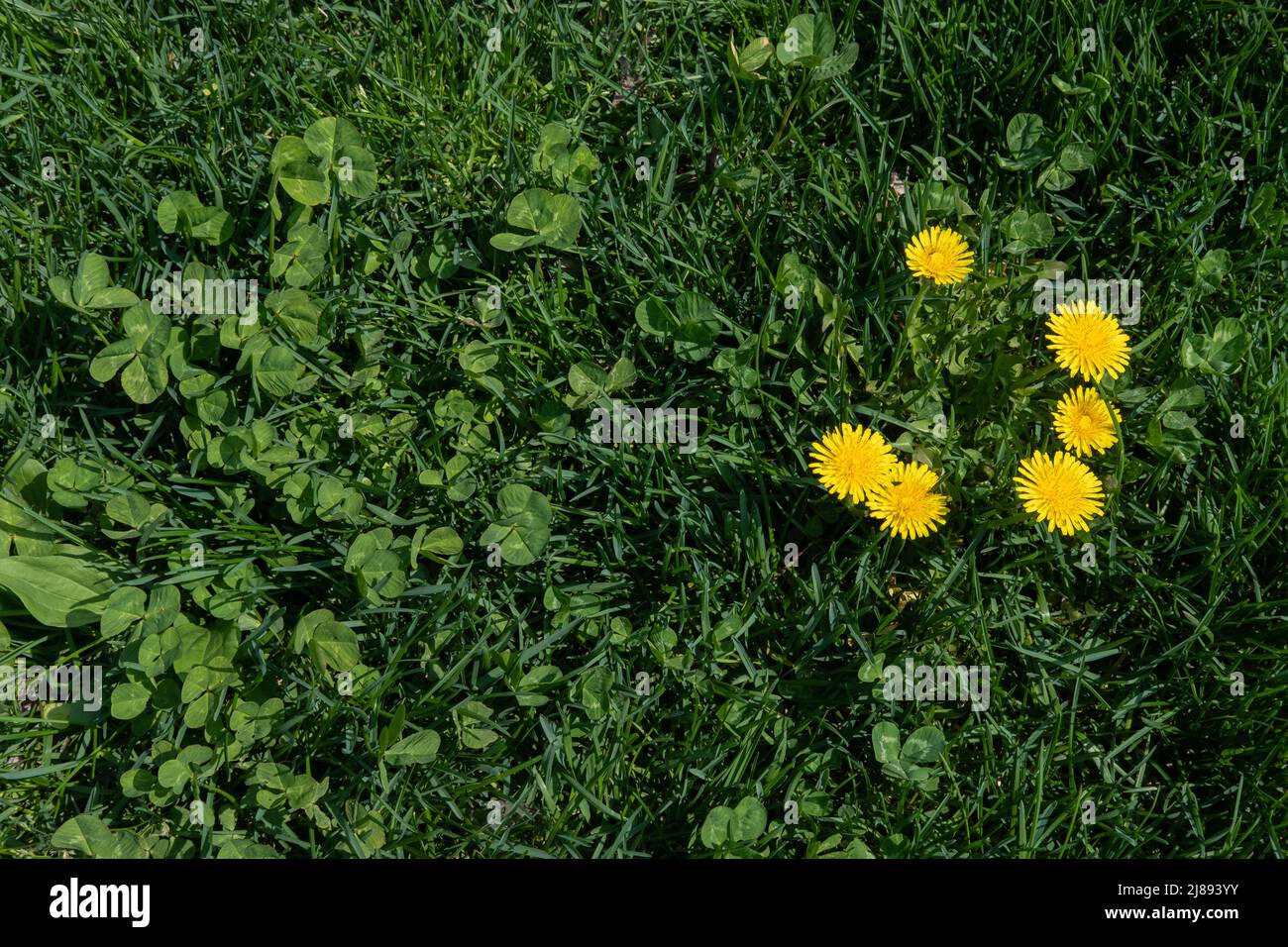 Foto von Elandelionpflanzen und Kleeblatt im Grasrasen Stockfoto