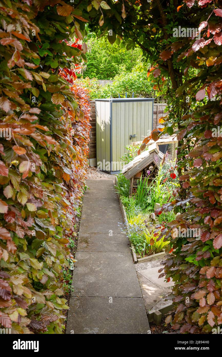 Blick durch eine Buchenhecke zu einem Gartenladen UK 2022 Stockfoto