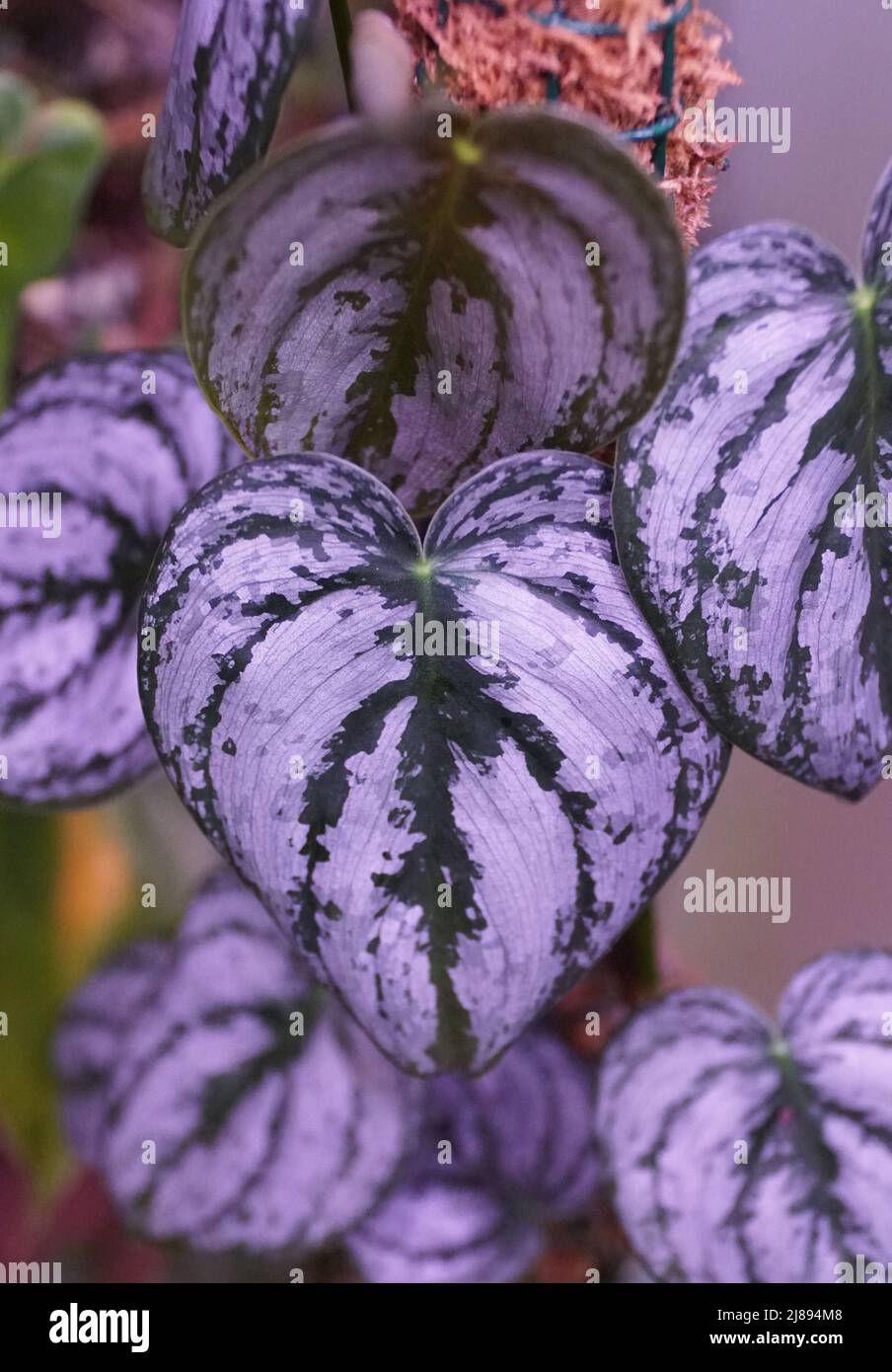 Nahaufnahme der grünen silbrigen Blätter von Philodendron Brandtianum Stockfoto