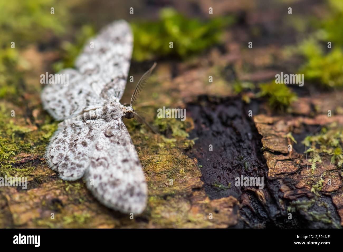 Geometermotte - Physocleora scutigera, kleine schöne weiße Motte aus südamerikanischen Wäldern und Wäldern, Ecuador. Stockfoto