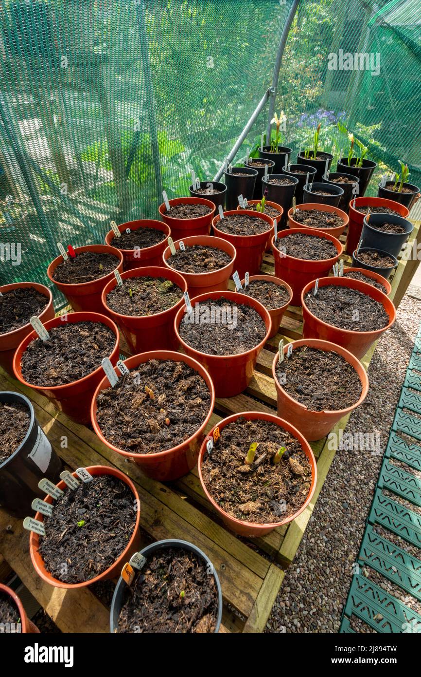 Pflanzen in Töpfen, die in einem schattigen Granatenhaus wachsen, Großbritannien 2022 Stockfoto
