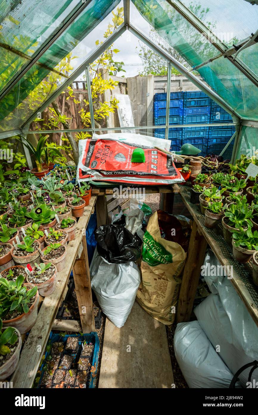 Pflanzen in Töpfen, die in einem schattigen Gewächshaus wachsen, Großbritannien 202 Stockfoto