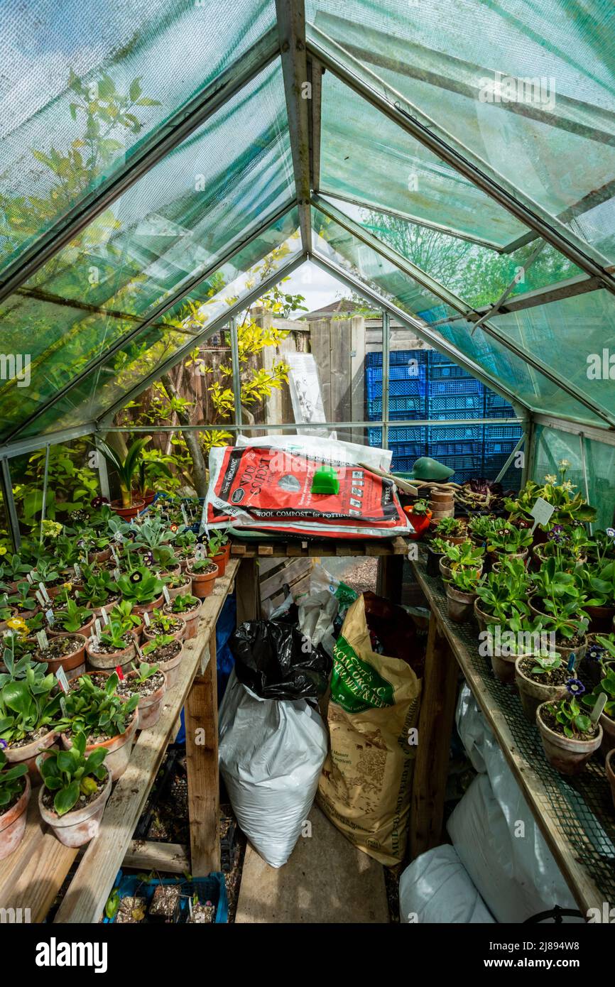 Pflanzen in Töpfen, die in einem schattigen Gewächshaus wachsen, Großbritannien 202 Stockfoto