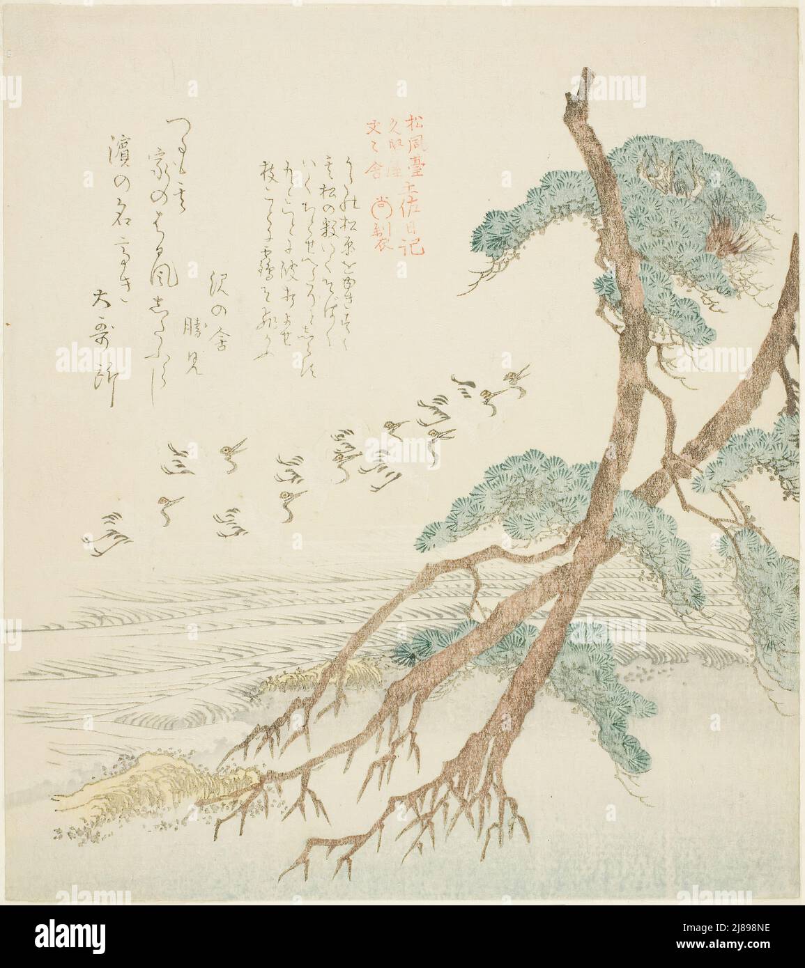 Kiefern, aus der Serie "Tosa Diary for the Shofudai, Hisakataya, and Bunbunsha (Shofudai Hisakataya Bunbunsha Tosa nikki)", Japan, Anfang des 19.. Jahrhunderts. Stockfoto