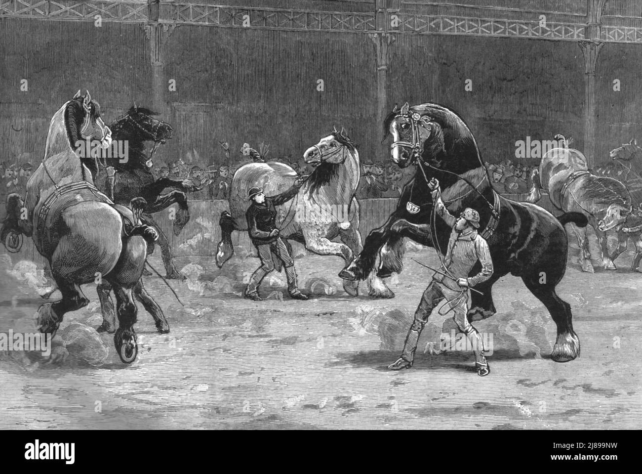 ''The Shire Horse Show in the Agricultural Hall - the Effect of Applaus', 1890. Stockfoto