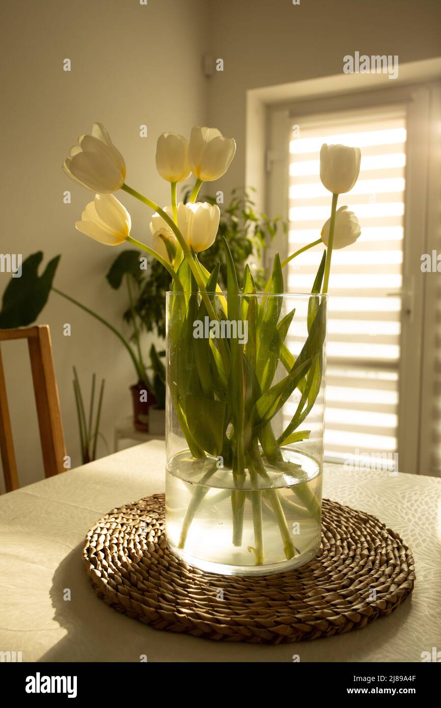 Frühlingsblumen - weiße Tulpen in Glasvase auf Holztisch Stockfoto