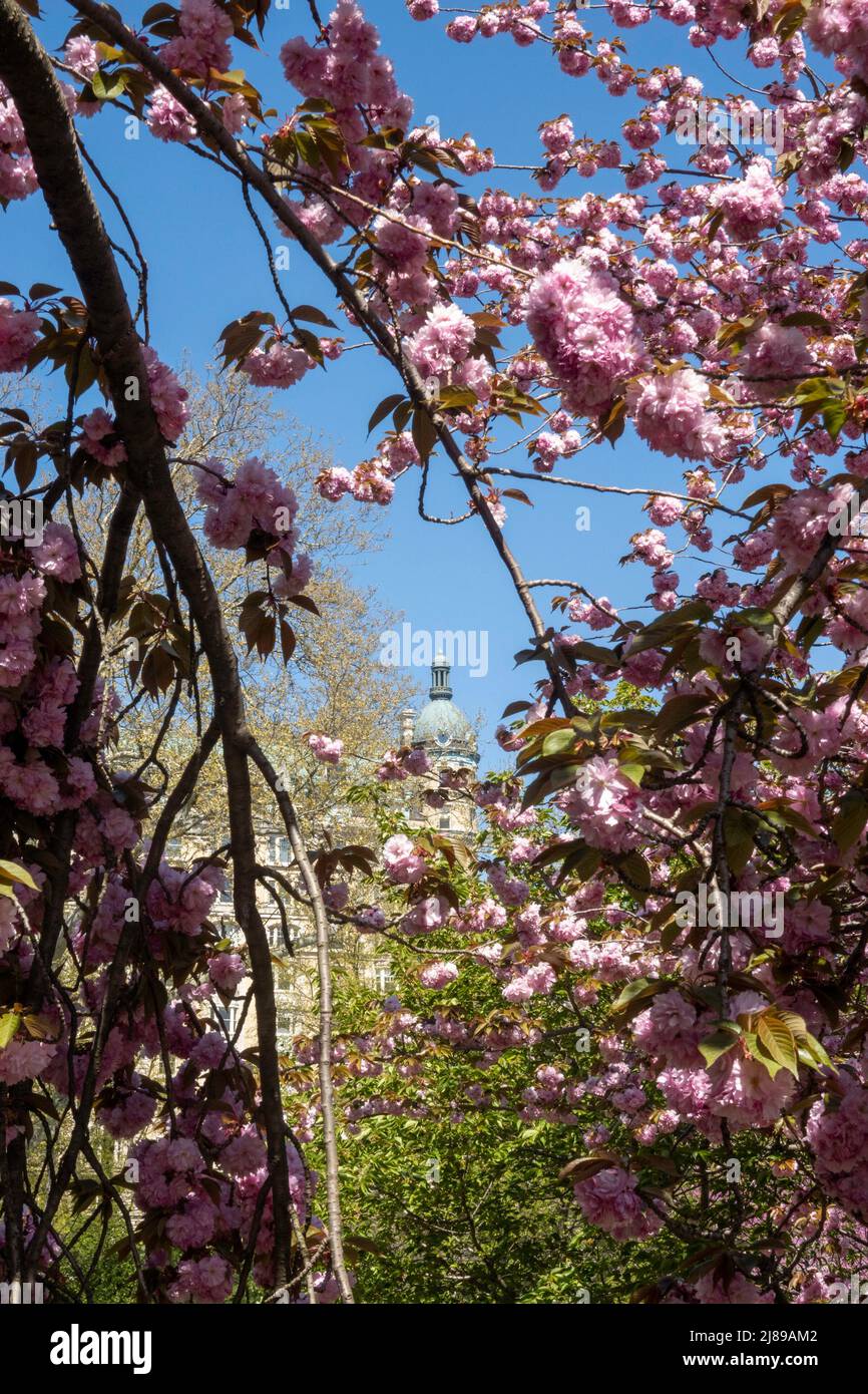 Kwanzan Kirschblüten im Central Park sind wunderschön im Frühling, New York City, USA 2022 Stockfoto