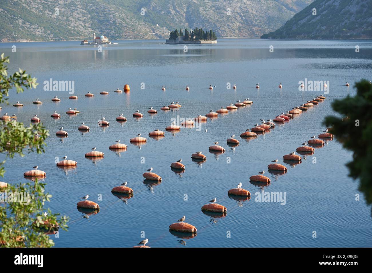 Möwen sitzen auf einer Austernfarm im Meer in Montenegro Stockfoto