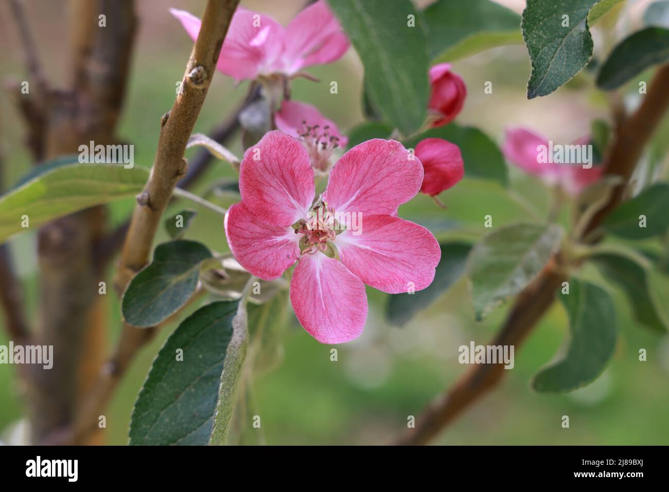 Dunkelrosa Apfelblüte aus einer neuen rot-fleischigen Sorte im Frühling. Stockfoto