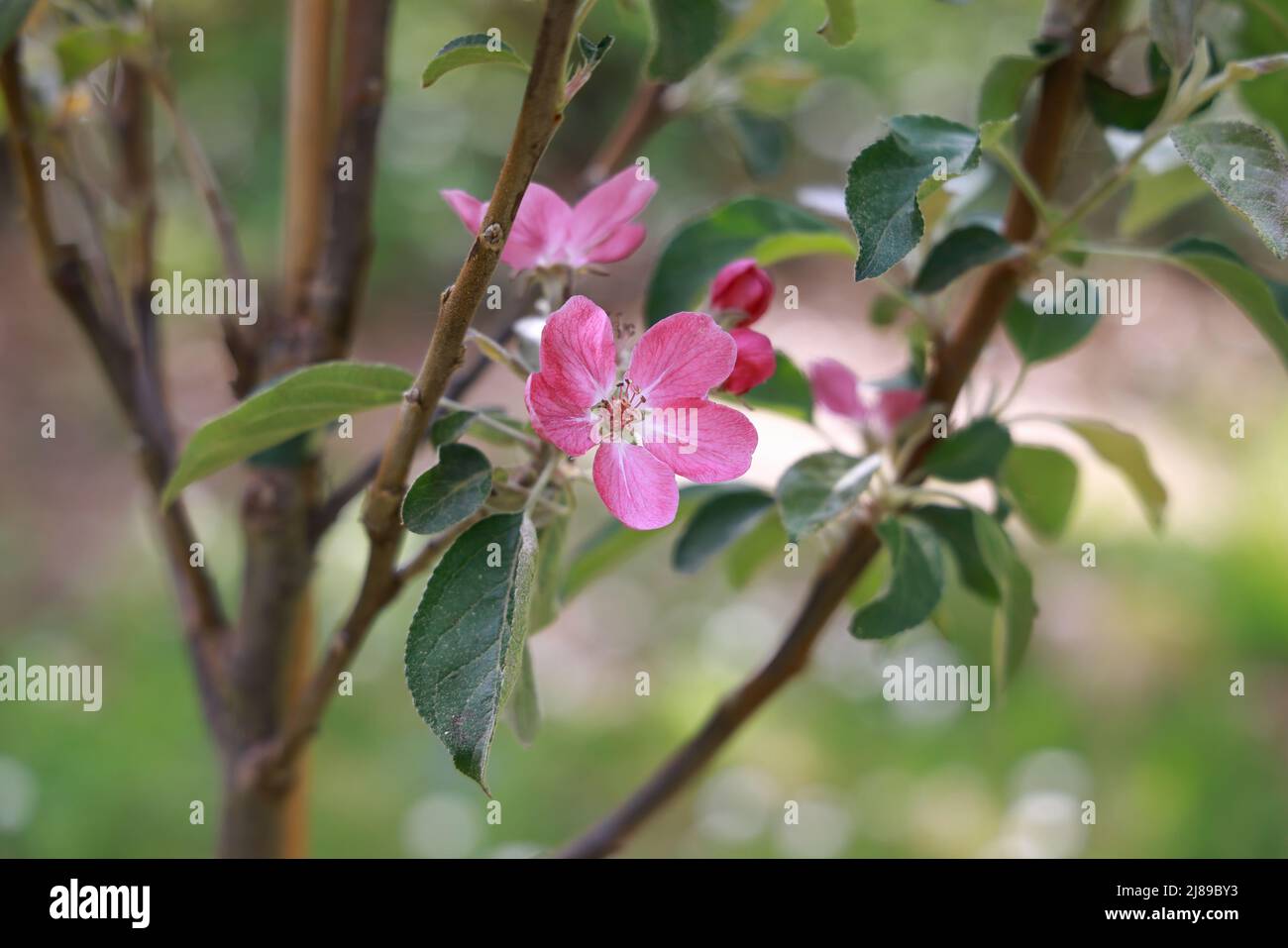 Dunkelrosa Apfelblüte aus einer neuen rot-fleischigen Sorte im Frühling. Stockfoto