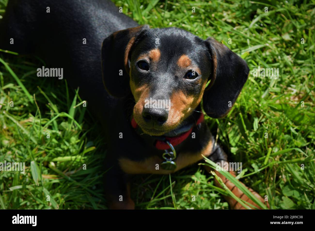 Miniatur-Dachshund Pup Blickt Auf Die Kamera Stockfoto