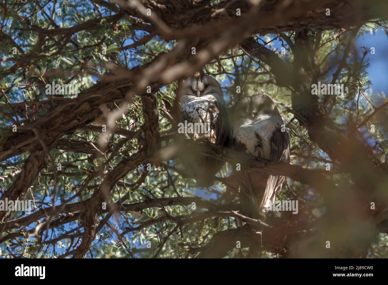 WESTERN Barn Eule Paar in einem Baum in Kgalagadi Transfrontier Park, Südafrika; specie Tyto alba Familie von Strigidae Stockfoto