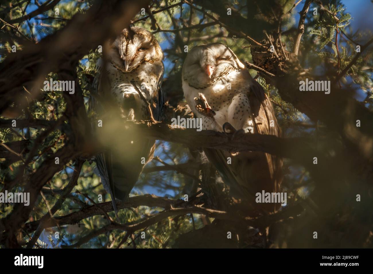 WESTERN Barn Eule Paar in einem Baum in Kgalagadi Transfrontier Park, Südafrika; specie Tyto alba Familie von Strigidae Stockfoto