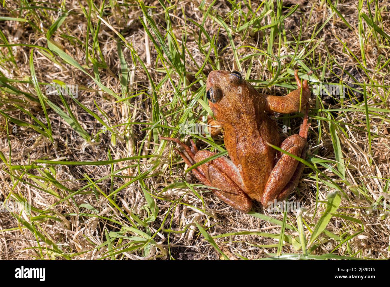 Gewöhnlicher Frosch, Rana temporaria, mit roter Färbung im Gras, Wales, Großbritannien Stockfoto