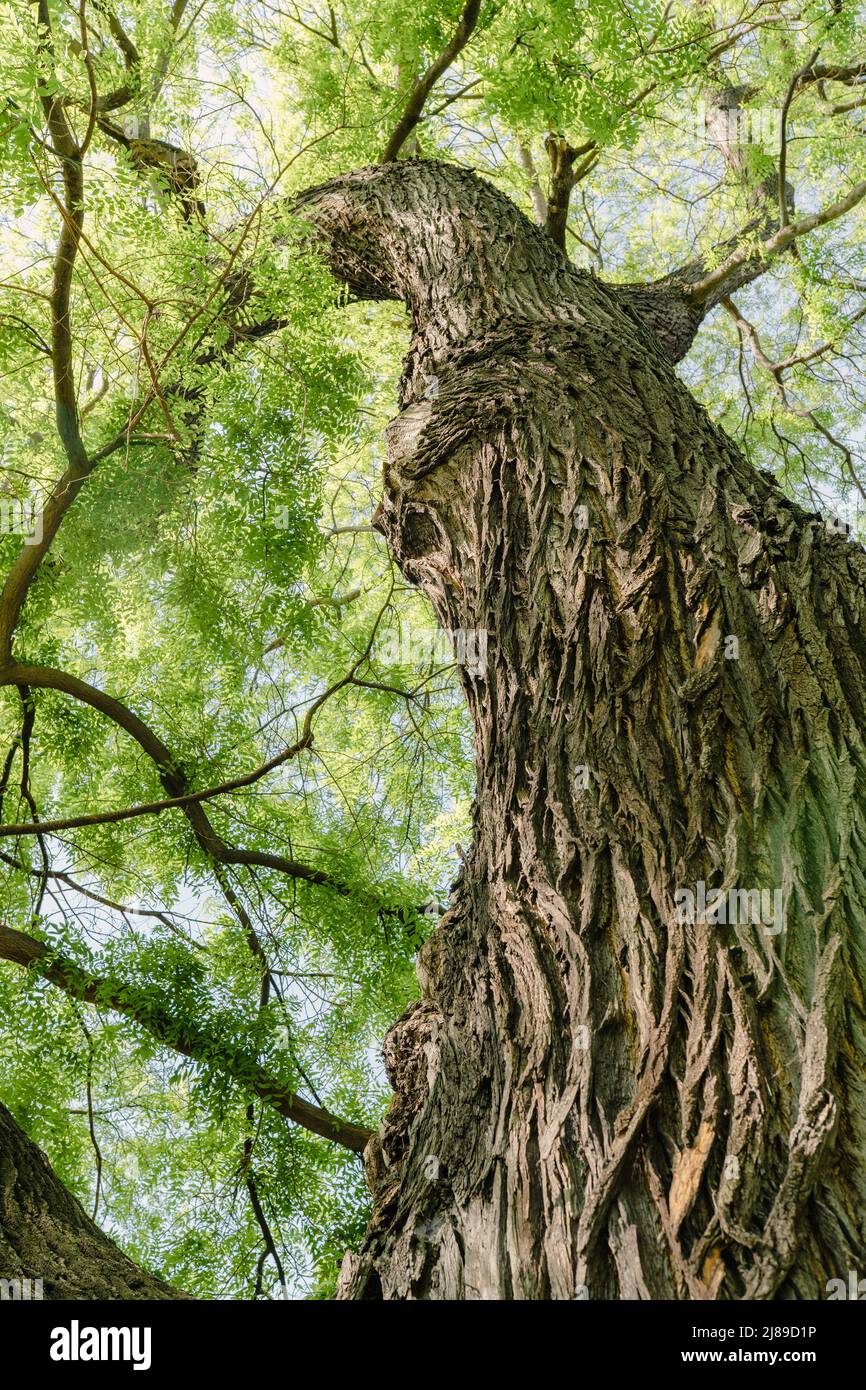 Stamm aus alter Akazie mit dichter Krone, in Sonnenstrahlen durch grünes Laub schaut nach oben. Warme Frühlingssonne scheint durch den imposanten alten Baum Stockfoto
