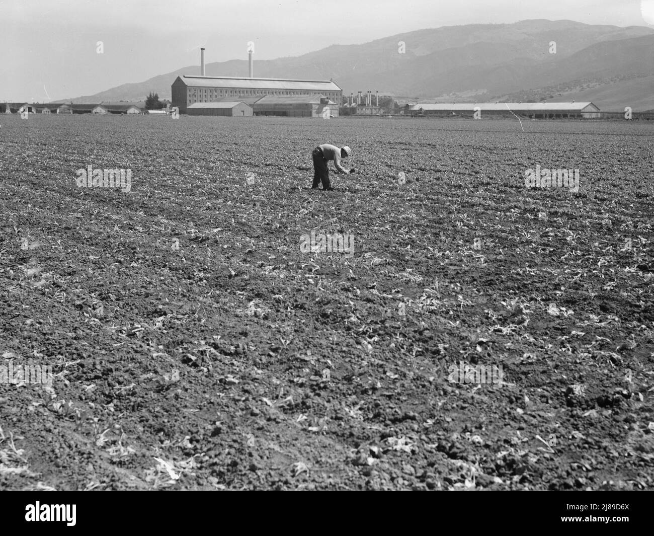 In der Zuckerfabrik Spreckels und auf dem Zuckerrübenfeld arbeiten mexikanische und philippinische Arbeiter, die Zuckerrüben verdünnen. Monterey County, Kalifornien. Stockfoto