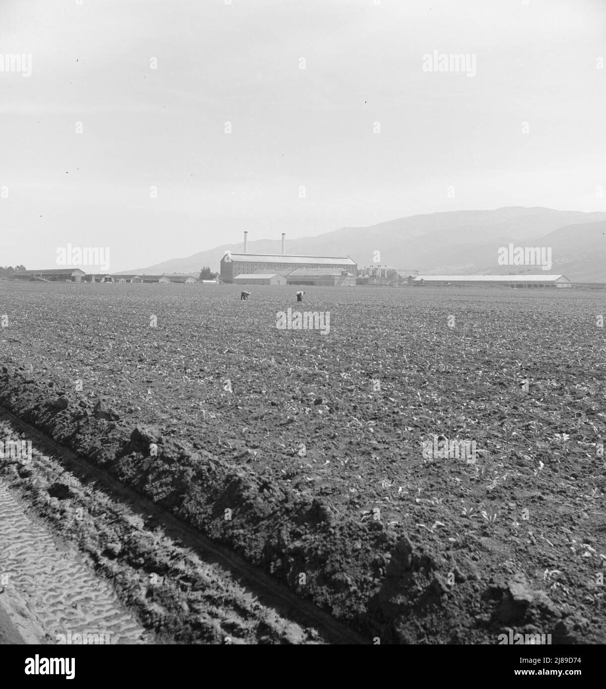 In der Zuckerfabrik Spreckels und auf dem Zuckerrübenfeld arbeiten mexikanische und philippinische Arbeiter, die Zuckerrüben verdünnen. Monterey County, Kalifornien. Stockfoto