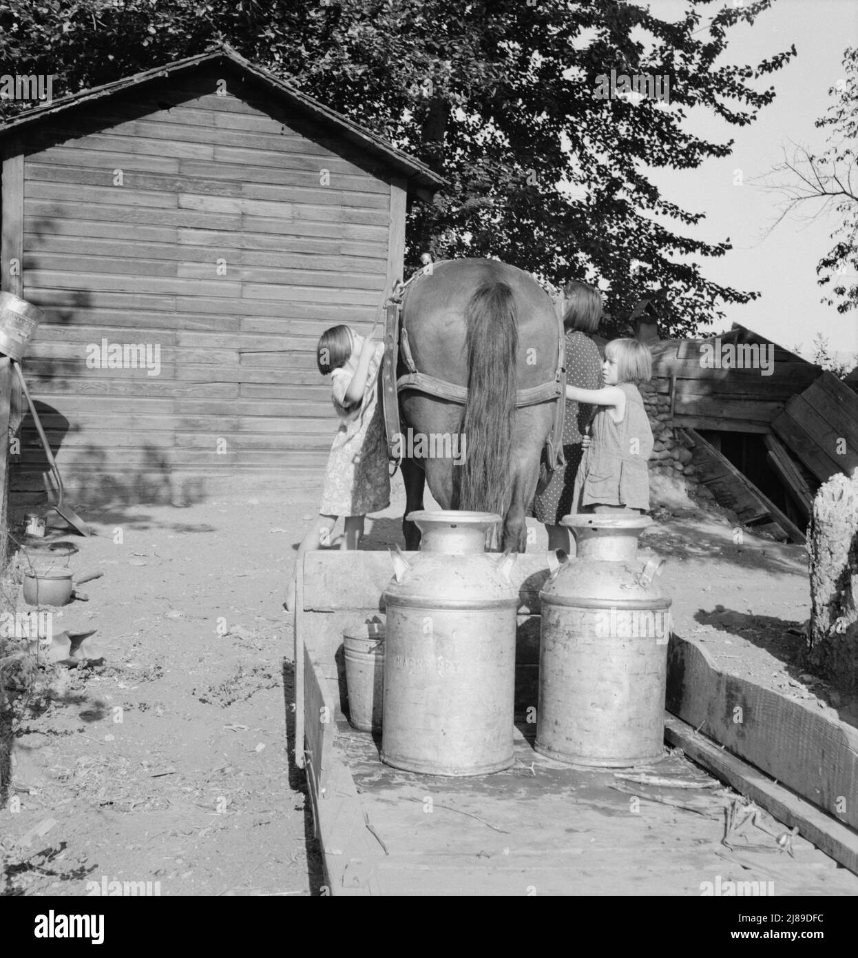 Alle Kinder von Chris Adolf sind harte Arbeiter am neuen Ort. Yakima Valley, Washington. Stockfoto